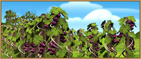 Fájl:Vineyard.jpg