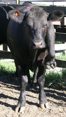 File:Deformed steer.jpg