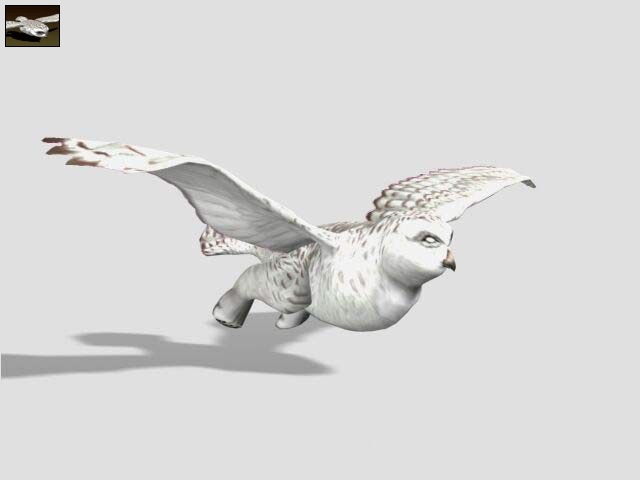 File:Snowy Owl.jpg