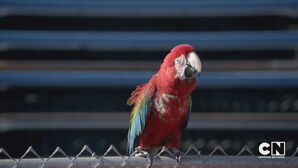 Parrot stopwatch