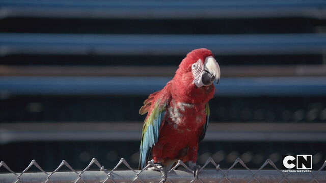 File:Parrot stopwatch.jpg