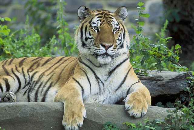 File:Siberian Tiger.jpg