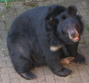 Kragenbär