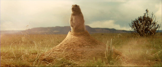 File:Prairie dog.jpg