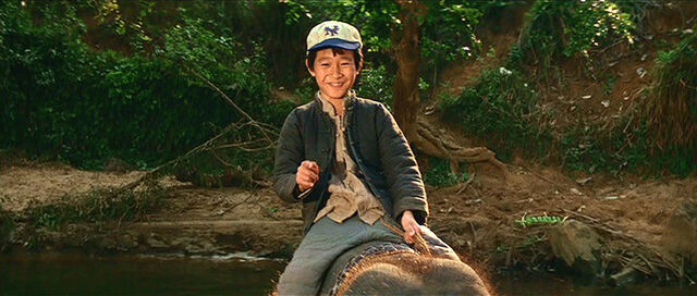 File:Short round on elephant.jpg