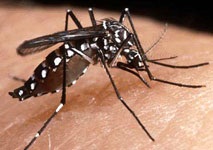 Dengue 1.jpg