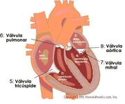 Figura3Cardio