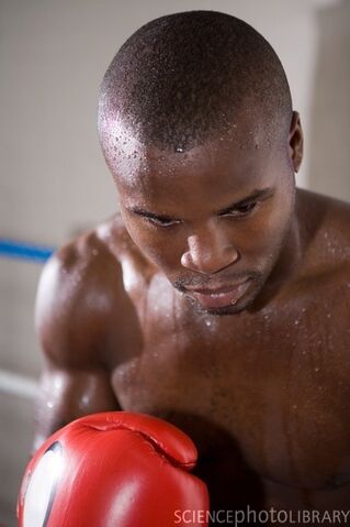 Arquivo:P960616-Boxer-SPL.jpg