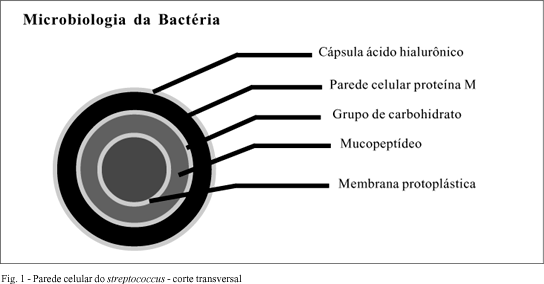 Fig.1 Bacteria.gif