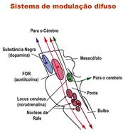 Figura 2 - nucleo ceruleus.jpg
