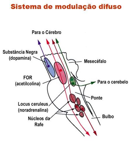Arquivo:Figura 2 - nucleo ceruleus.jpg