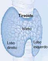 Tireoide6