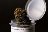 Cannabis7.jpg