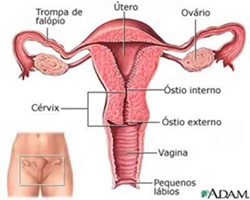 GravidezEctopica1.jpg