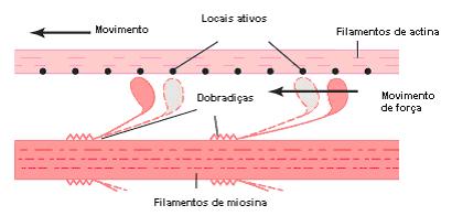 Arquivo:Figura 2 contração.jpg