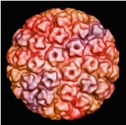 Figura1HPV.jpg