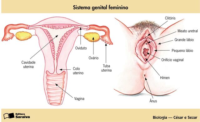 Arquivo:Figura.3.jpg