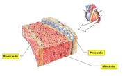 Figura5Cardio