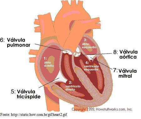 Arquivo:Figura3 Cardio.jpg
