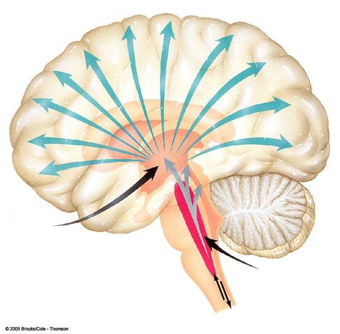 Arquivo:Figura 1 - cerebro.jpg