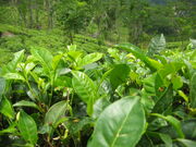Tea plants