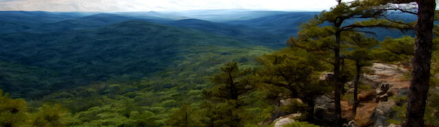 File:Banner---forest6.jpg