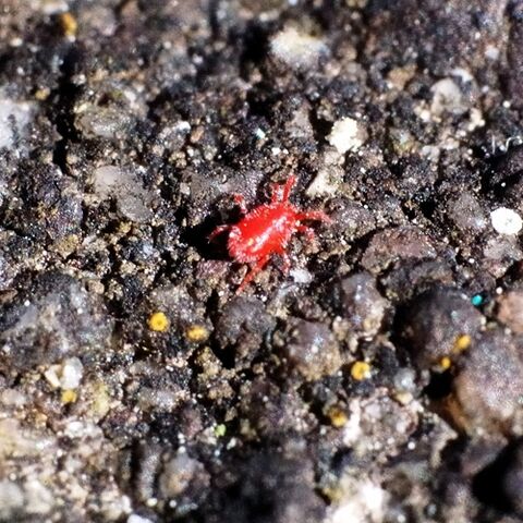 File:Spinnmilbe Spider mite Tetranychidae Tetranichidi 3 500x500.jpg