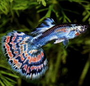 Guppy Fish With Photos 03