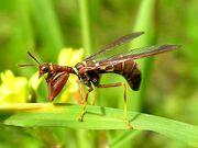 Mantidfly
