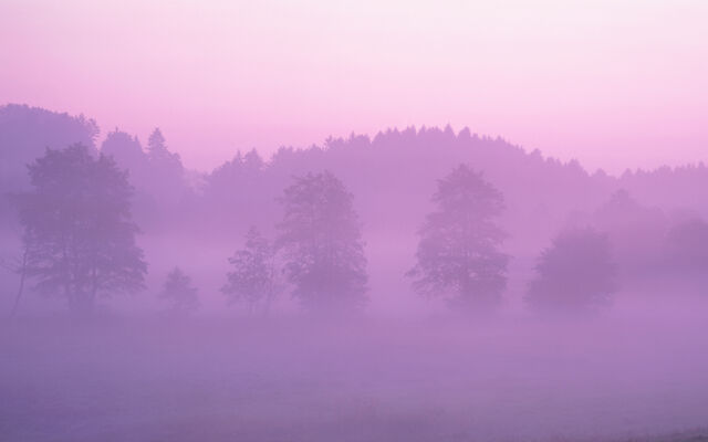 File:Pink Forest.jpg