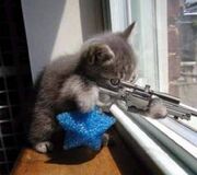Sniper-Cat-random-32283357-500-444