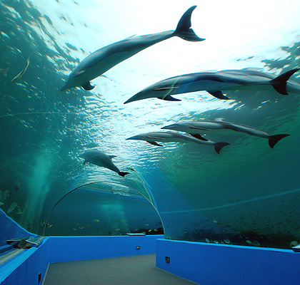 Notojima Aquarium
