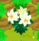 Easter Lily