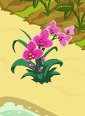 Orchid