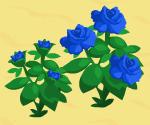 Blue roses