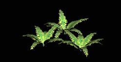 Cluster of Ferns