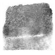 Fingerprint
