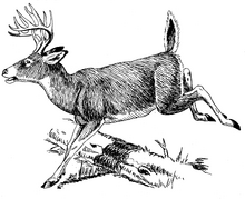 6-Deer jumping