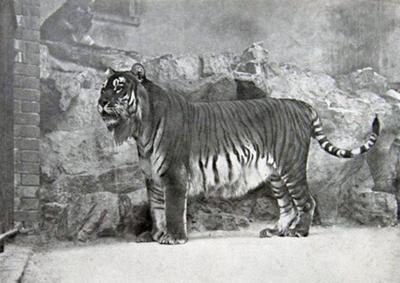 400px-Panthera tigris virgata
