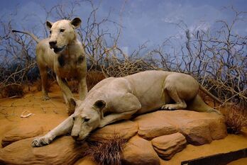 Man-Eaters-Body-COunt-Animals-Tsavo-Lions-Africa-stuffed-670x448