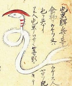 250px-Hizo-no-kasamushi