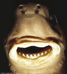Giant Cookiecutter Shark