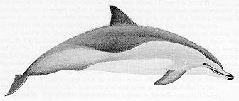 Clymenedolphin