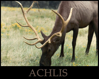 Achlis by Sphynxette