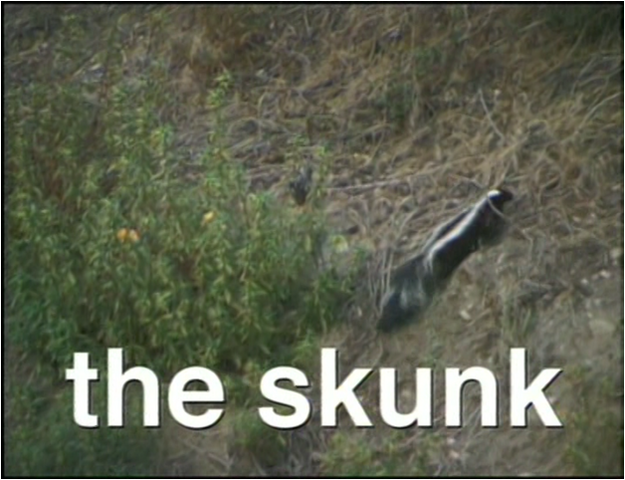 File:The Skunk.png