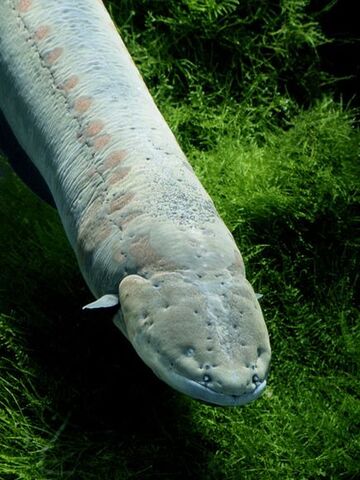 File:Electric-eel 519 600x450.jpg