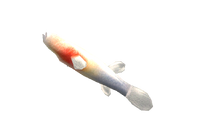 Ozarkcavefishsod