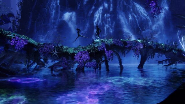 Файл:Bioluminescece.jpg