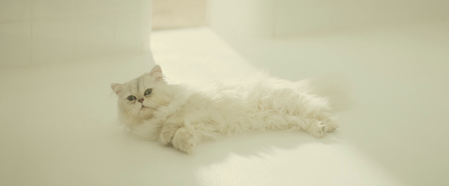 File:Blofeld's cat (Spectre).png
