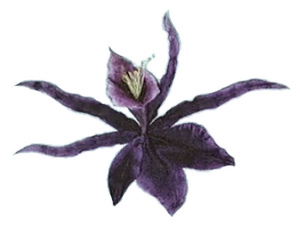 Orchidae Nigra